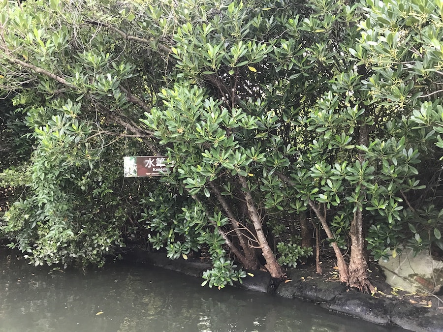 台南景點/四草綠色隧道:船班時間、門票預約資訊、交通方式、旅遊行程規劃