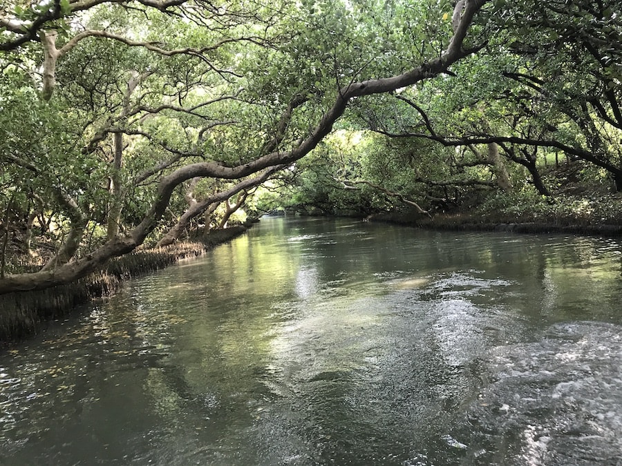 台南景點/四草綠色隧道:船班時間、門票預約資訊、交通方式、旅遊行程規劃