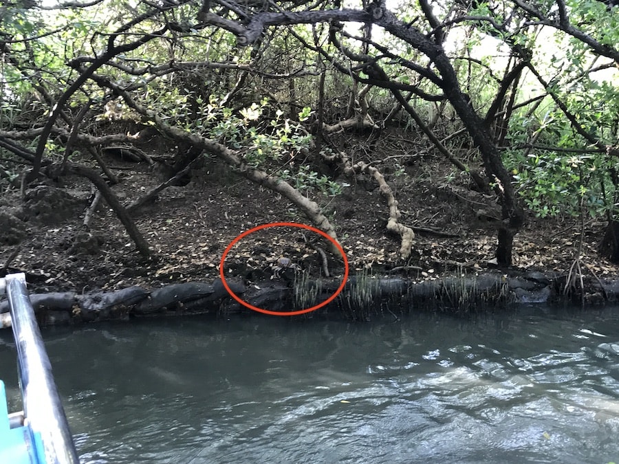 台南景點/四草綠色隧道:船班時間、門票預約資訊、交通方式、旅遊行程規劃