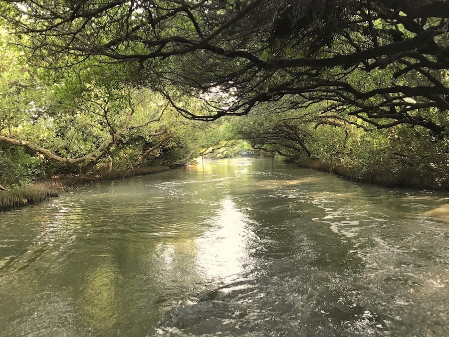 台南景點/四草綠色隧道:船班時間、門票預約資訊、交通方式、旅遊行程規劃